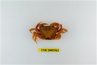 藏品(拉氏清溪蟹)的圖片